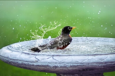 体を洗っている鳥